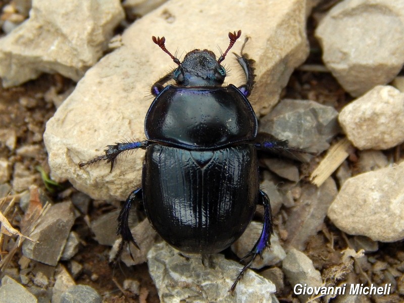 Anoplotrupes stercorosus, Geotrupidae